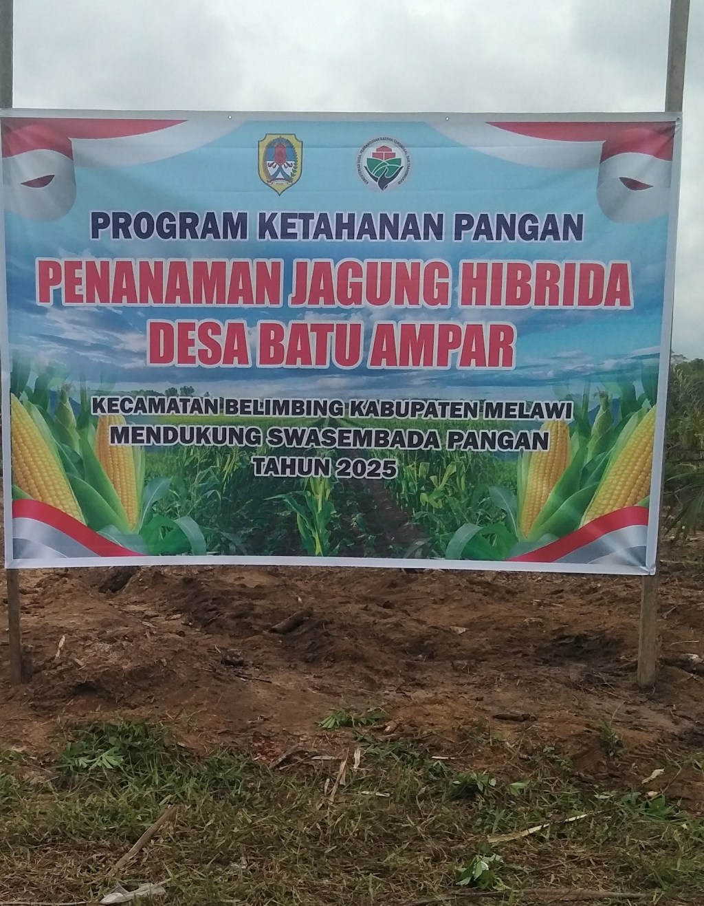 1’2 Hektar Desa Batu Ampar Gelar Tananam Jagung Hibrida Dukung Ketahanan Pangan dan Swasembada Pangan Tahun&nbsp;2025