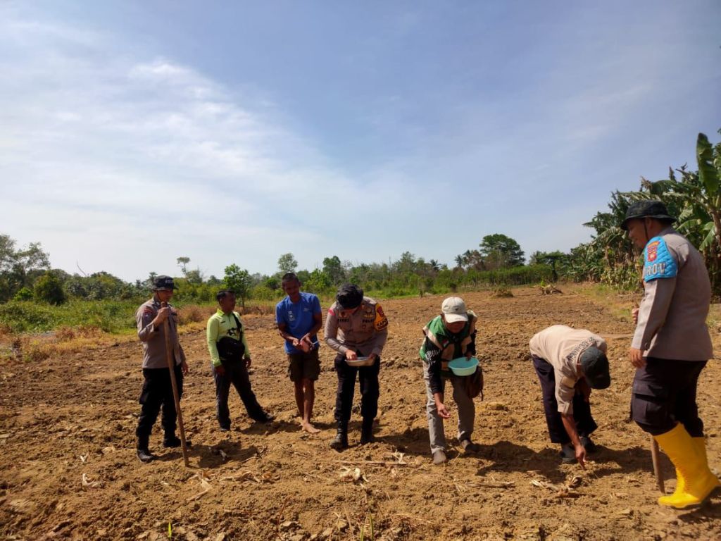 Kapolsek Kendawangan Bersama Kelompok Tani Laksanakan Penanaman Jagung&nbsp;Hibrida